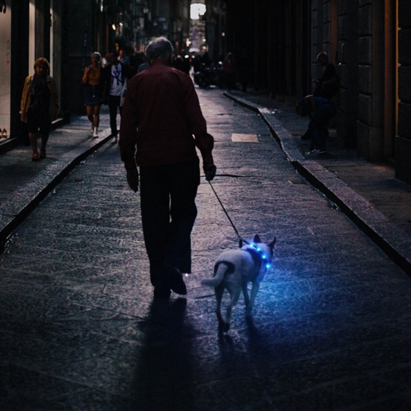 Oplaadbare LED hondenhalsband  - Led Dog Collar Glowing Rechargeable Usb recensie en prijs