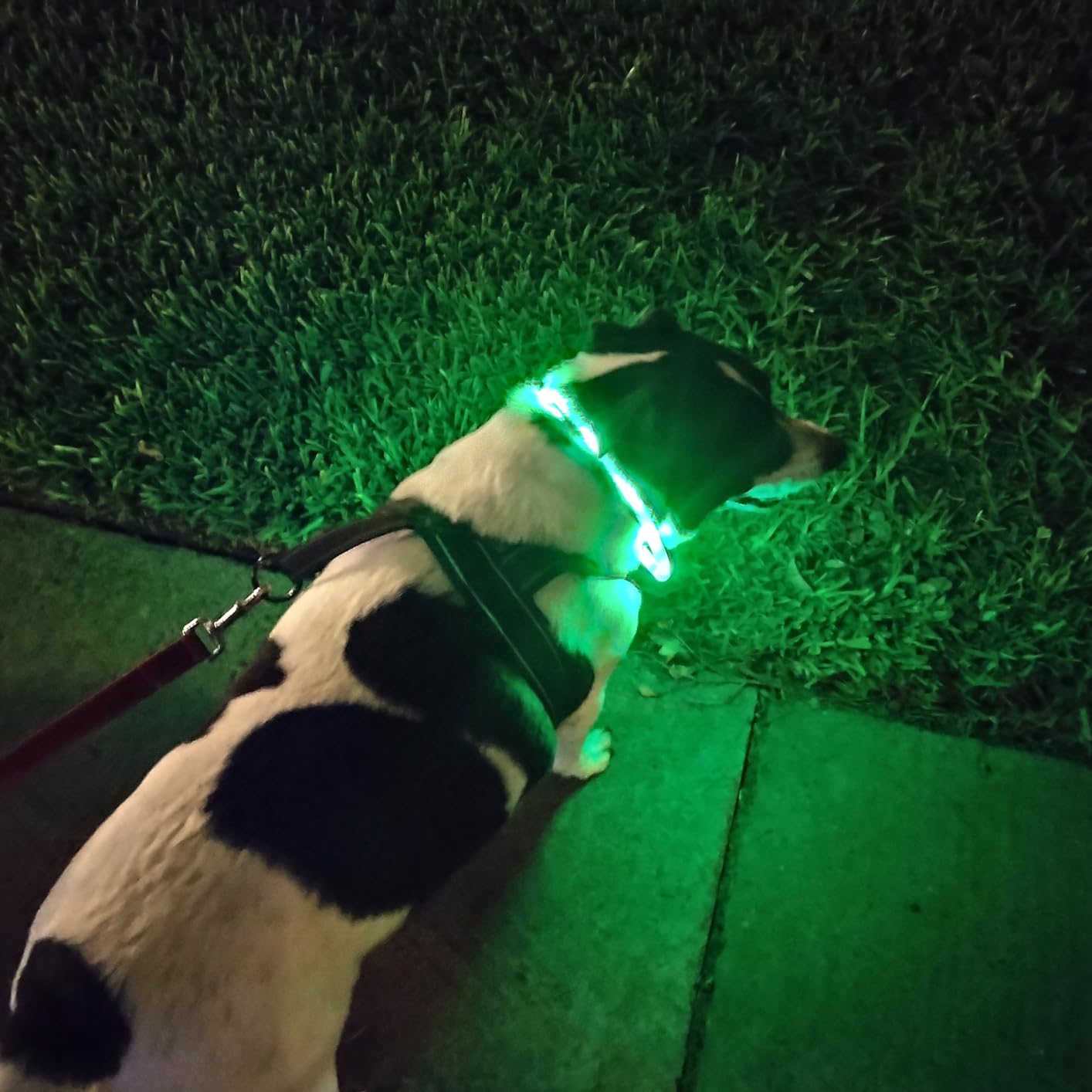 Siliconen LED-hondenhalsband,  - Led Dog Collar Glowing Rechargeable Usb recensie en prijs