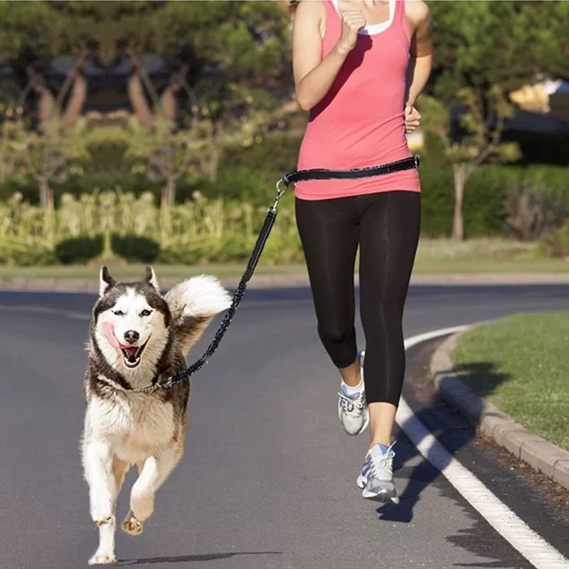 Reflecterende bungee-hondenrie - Bungee Dog Leash Shock Absorbing recensie en prijs
