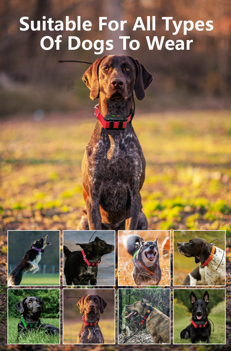 4G GPS Hondenhalsband met radi - Hunting Dog Tracking Collar Gps Radio recensie en prijs
