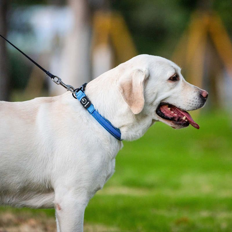 Benepaw LED-halsband USB oplaa - Led Dog Collar Glowing Rechargeable Usb recensie en prijs