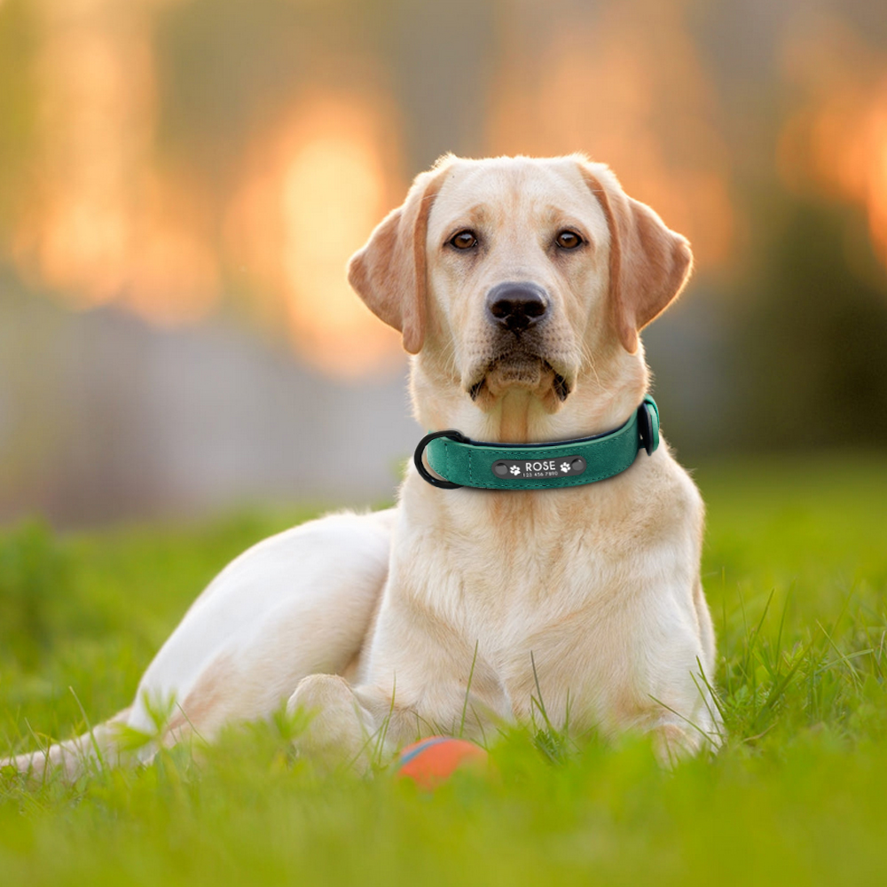 Halsbanden Gepersonaliseerde H - Reflective Dog Collar Personalized Engraved recensie en prijs